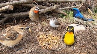 What Happens When You Scatter a Bunch of Mealworms Along Migratory Bird Routes