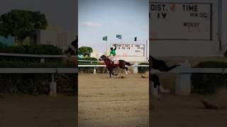 #horseracing #krc #horselovers #sports #equestrian #fypシ゚viral #youtubeshorts YouTube