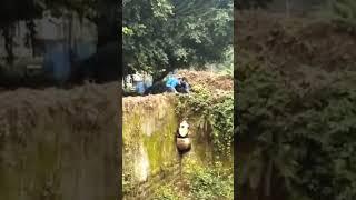 原来熊猫想越狱不是个例，几十年前的熊猫就干过 #panda #pandafushun #cute #adorablepanda #funny #cutepanda #pandalove