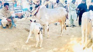 Domail mandi 2024 latest update ll taxila mandi ll dhani cows ll jamil tv ll