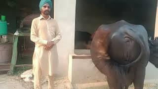 94656-75780,  Murra jhooti sale ਦੁੱਧ 15, ਕਿੱਲੋ ਵਾਲੀ ਏਰੀਆ ਬਰਨਾਲਾ