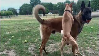 Dominant Dog Tries Messing W/Belgian Malinois At The Dog Park