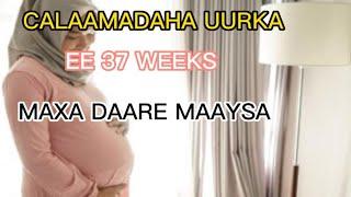 37 WEEKS UURKA AH MAXA DAREEMI KADHAA BABY GA WAMEQA? KG