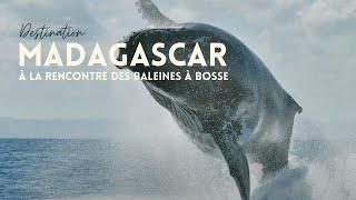 Contrées Sauvages - À la rencontre des baleines à bosse à Madagascar