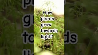 Why plants grow towards light..#facts#shorts.