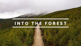 Escape From City: Into the Forest | Nature Surprises Us