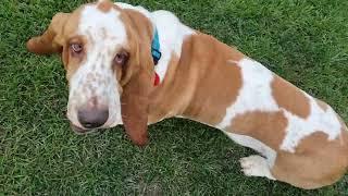 Basset Hound takes his time