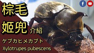 棕毛姬兜介紹 / ケブカヒメカブト紹介 / Xylotrupes pubescens introduction