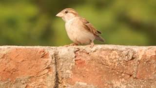 Sparrow | A bird with piece | family of Passeridae | nest on buildings | brown-grey birds