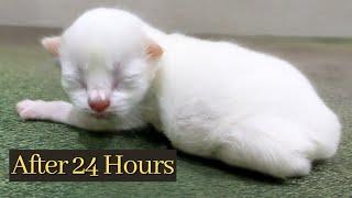 Newborn Kittens 1 Day Old White Lovely Kitten Baby Cat Pudding and Meowing || Cute Teddy Kitten ️