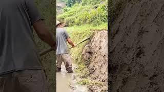 Weed removing process for field ridge #amazing #satisfying