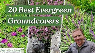 20 Evergreen Groundcovers to Keep Your Garden Looking Great All Year