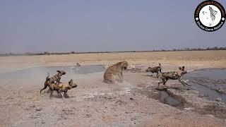 lioness fights off pack of wild dogs