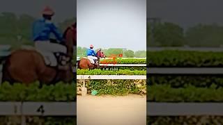 #horseracing #krc #horselovers #equestrian #youtube #youtubeshorts