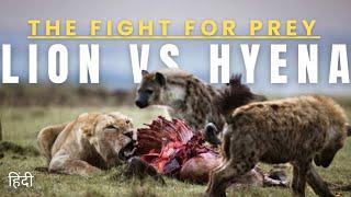 The Fight For Prey: Lion vs Hyena | discovery animal story | Wildlife Documentary in Hindi