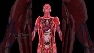 Unveil Your Body's Secrets | Best Anatomy Video 🫀