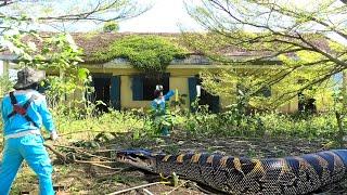 Hazardous Cleanup: Completely Transforming Abandoned School Overgrown Lawns | AMAZING RESULTS