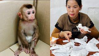 Tina the baby monkey got her mother into trouble and hid in a cardboard box.