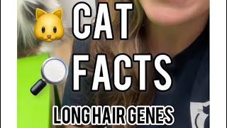 Neat Cat Facts ~ Long Hair Gene