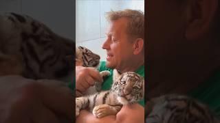 Любимые полосатики! Тигрята и Олег Зубков. Тайган