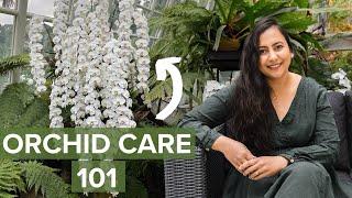 Learn Basics Of Orchid Care For Beginners In Less Than 10 Minutes