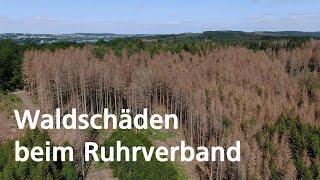 Waldschäden beim Ruhrverband