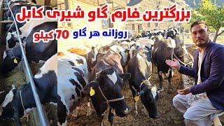 گزارش ویژه از بزرگترین فارم گاو شیری درکابل، قیمت هر گاو 4 لک افغانی، روزانه هرگاو 75 کیلو شیرمیدهد