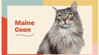 10 Fascinating Facts about the Maine Coon | Cat Trivia | DAILY PAWS