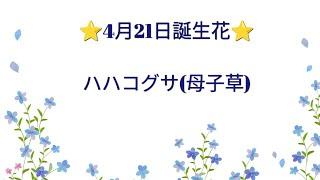 4月21日誕生花「ハハコグサ(母子草)」