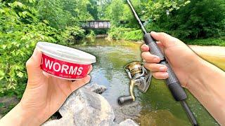 Fishing a SKETCHY Creek for Whatever Bites..