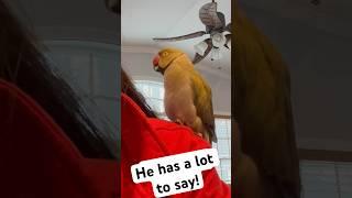 He’s a chatterbox! #talkingbird #talkingparrot #cuteanimals #funnyanimals #family #parrot #birds