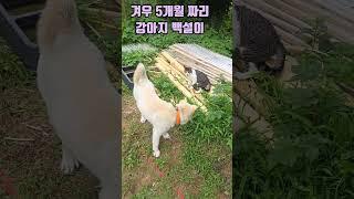 겨우 5개월 짜리 강아지 (고양이가 개 무시 해요 !) #shorts #강아지 #반려견 #애견영상 #고양이