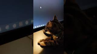 Kitten wants to play with Cursor