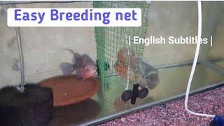 Simple Mesh Breeding net for Flowerhorn