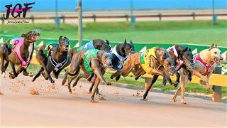 Australian champion Greyhound race