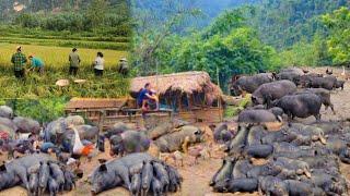 Taking care of the pigs, selling the pigs to hire people to harvest rice, living in the forest