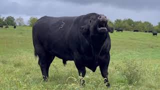 Magnificent Angus bull explains the business of cattle ranching in one minute flat.