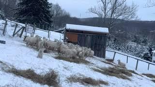 Catskill Pumi post storm herding