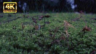 4K 小雨の音で深いリラックス 70分 / Relax in the drizzle