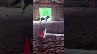 Ginny Edit! #edit #chincoteague #horse #equestrian #pony #pinto #riding #trot #canter #pole #fancy