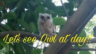 Owl at day time !!!! Surprise for you !!!