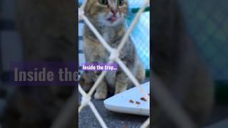 Cat trapping scenes trap neuter return #cat #tnr #shorts