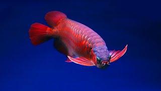 Giant  Arowana fish #colorfishsns895