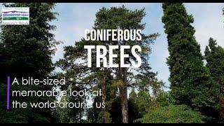 Coniferous trees