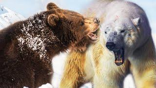 Polar Bear vs Grizzly Bear | Ultimate Animal Showdown