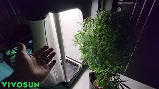 Strawberry Banana Auto Grow in VIVOSUN Vgrow ALL in 1 SETUP! EP. 3