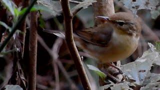 Blyth's Reed Warbler Bird