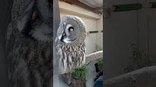 Great Grey Owl on high alert #shorts #birds #owl