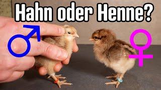 Küken HAHN vs HENNE beim Bielefelder Kennhuhn treffsicher erkennen