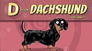 The Dachshund